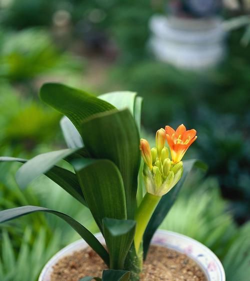 君子兰黄叶不用慌，重新配个土，养一个月就能变绿