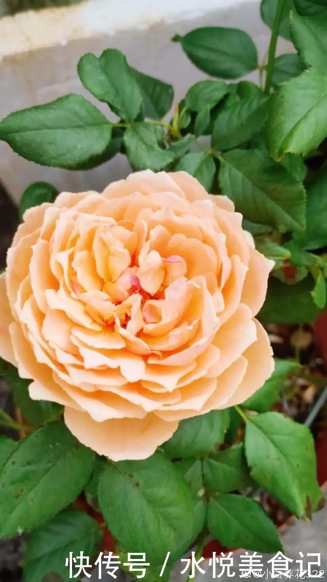 22种最漂亮的月季,一次能开300天,满屋飘香开花多