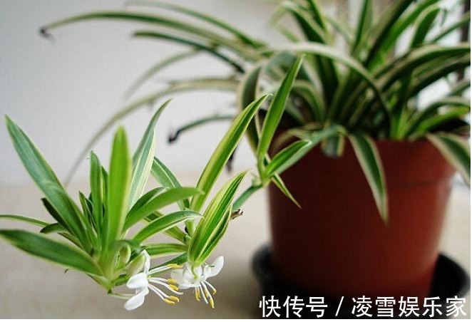 发酵|给花卉“喂”点黄豆,肥力杠杠滴,叶片绿的发油!养花并不难