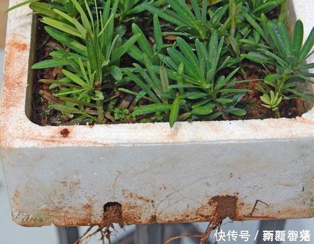 净化|家里养这4种植物，旺财镇宅，净化空气又好看，养一盆特别值