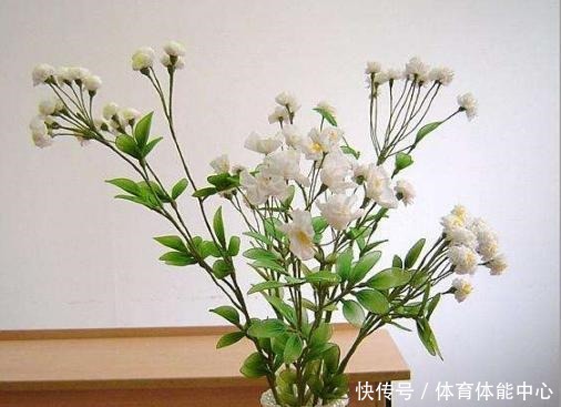 院子再小,也要养棵它,2年长一片,开花特别美,左邻右舍都说香!