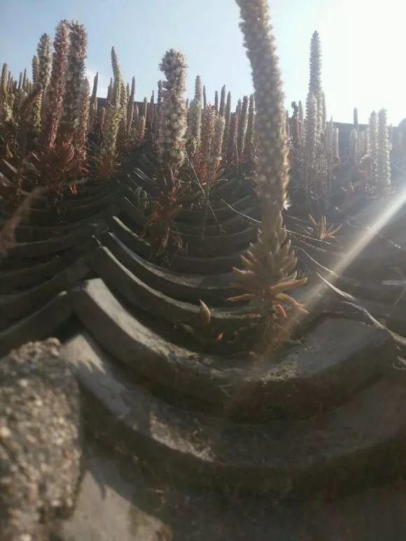 垂盆草|屋顶上的野草，人称“房神”，别再拔了，是福气！