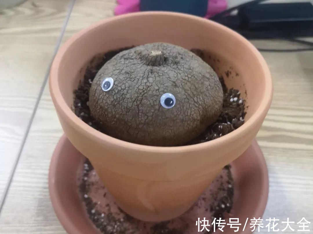 7种花冬天会假死，叶子掉光不要扔，明年还能大爆花