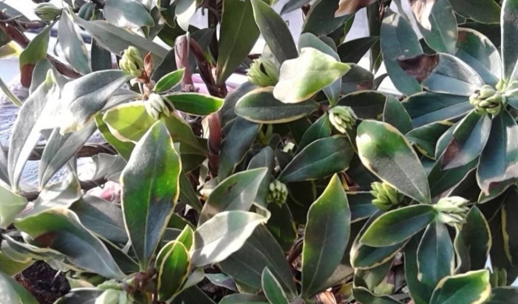 立秋以后,4种花别再修剪,否则影响正常开花