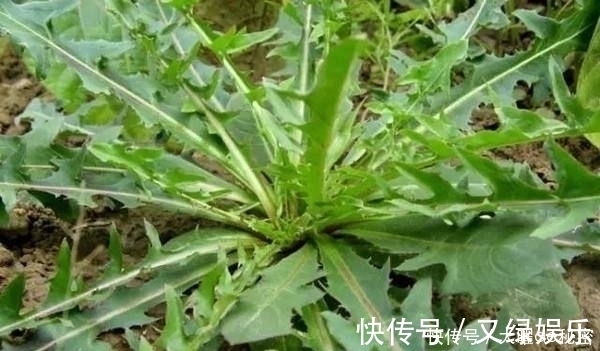 蒲公英菜|天冷就吃这种“野菜”,种子撒一把,30天长成一盆
