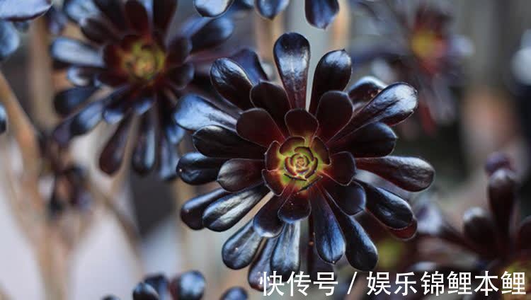 早春养黑法师，4个要点做1做，养成漂亮紫莲花