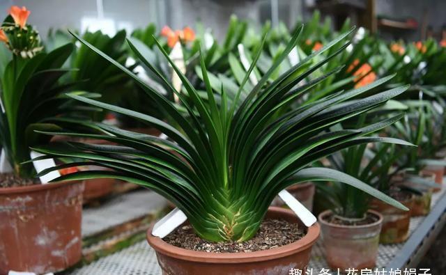 给君子兰换盆时，底肥不要乱加，会影响到正常的生长发育