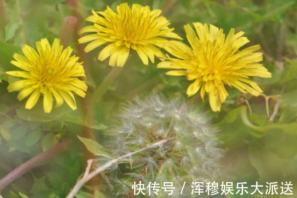 蒲公英水|一杯蒲公英,一家人住进医院,蒲公英的3大禁忌,为人家早了解