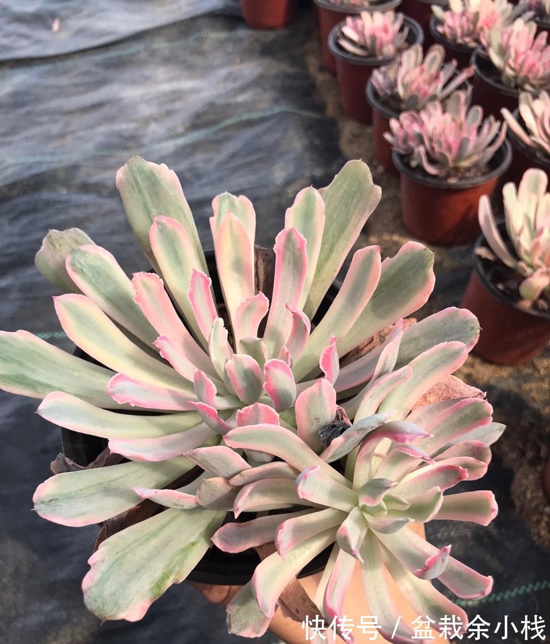 多肉植物|贪小便宜吃大亏,买多肉也是如此,不要挑便宜的买,品种最重要