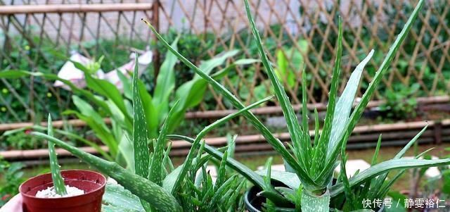 这两种植物养得好,稍微注意就能养出老桩来价值高气势好