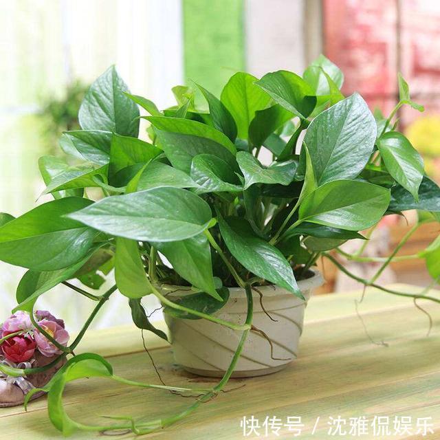 绿萝|绿萝有个生长“小机关”,保护好藤条呼呼长,比施肥还管用