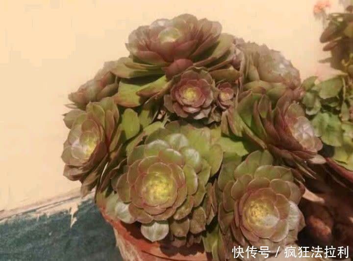 法师|养好多肉法师,记住这2招,长成漂亮茁壮的“手捧花”