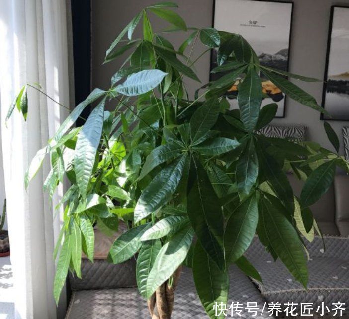 富贵竹|如果养着这7种花，温度高及时“打顶”，这样才能枝繁叶茂