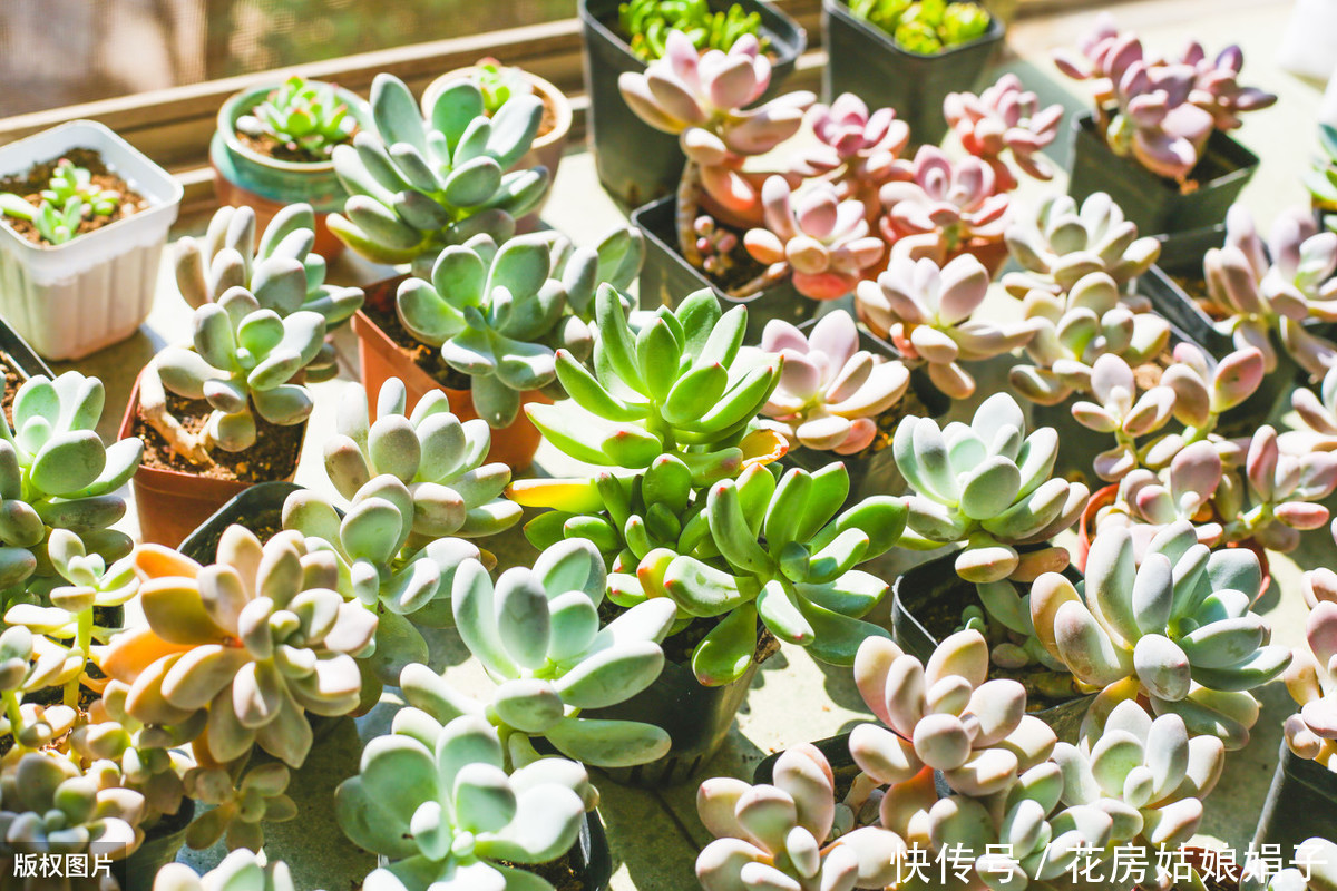 花友们|她把多肉种在篮子里,拎着就出了门,路上行人全多回头看