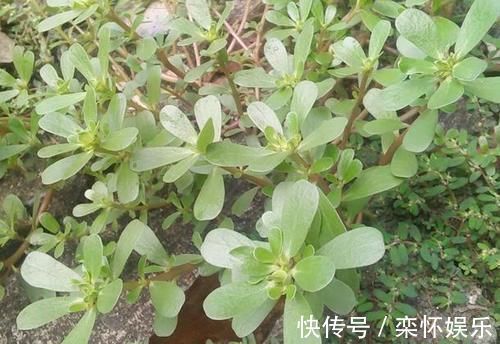 石龙芮|可能你认识“它”，但在采摘的时候，希望你尽量保留根部，谢谢