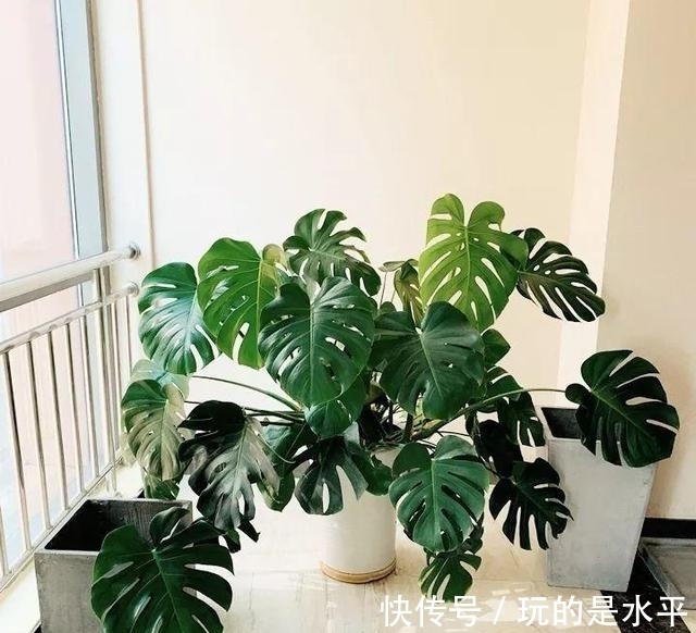 养了3年的龟背竹,冬天也给“浇点肥”,蹭蹭冒出4片新叶子