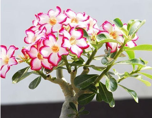 小玲|4种懒人花，越不管长得越好，花开满盆，勤快反而养不好