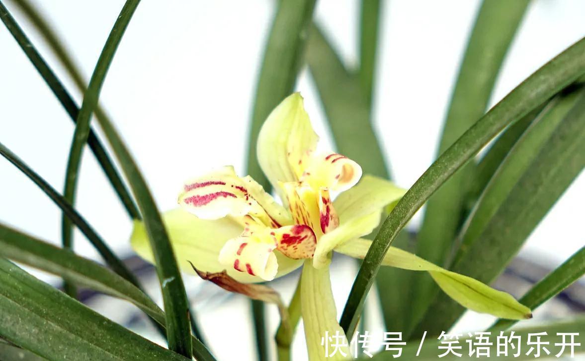 梅兰竹菊被誉为花中四君子,它们都有什么与众不同的特点呢?