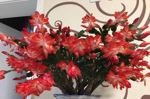 花海|吴大姐养花,7天浇一次肥水,土壤肥沃疏松,家里成花海