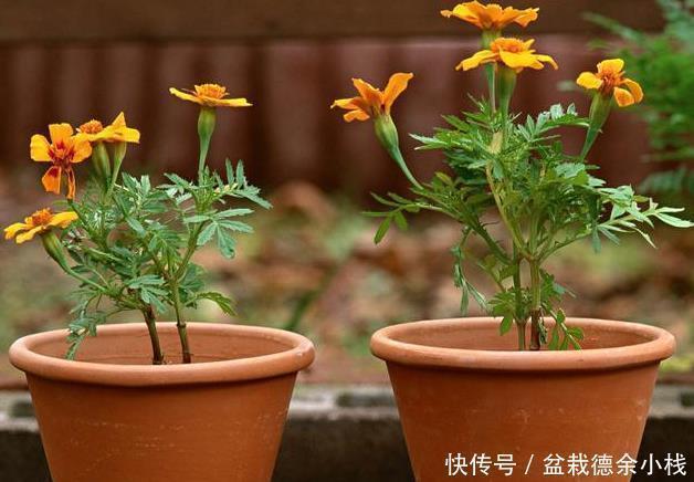 太多人不知道,在家里放上这几款植物,既能驱蚊还能吸甲醛