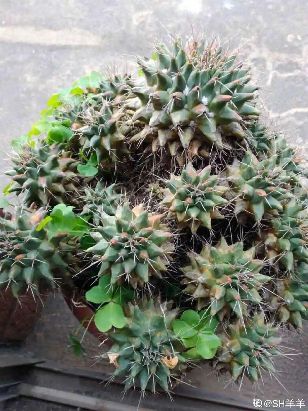 折腾不死的25种花,咋养都爆盆,家里必须养!