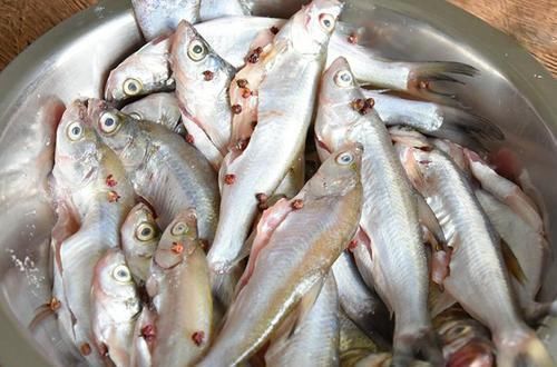 刁子鱼|它是水库有害鱼类，俗称“刁子鱼”，过去除之不尽，如今成高档货
