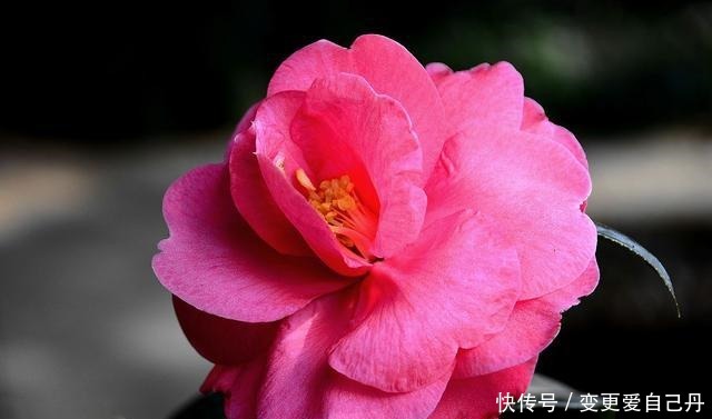 茶花掉花苞的原因,藏在一句“顺口溜”里,古人的经验,值得借鉴!