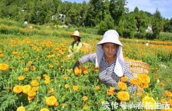 荷花|天然的“安眠药”找到了, 每晚来一口, 镇静安神, 可能让你“沾床就睡”!