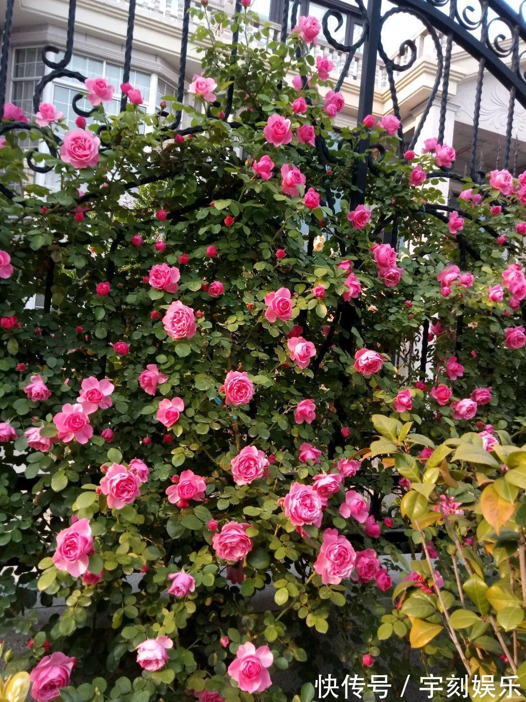 花友|月季胃口大,土里埋点料,长成一面大花墙!
