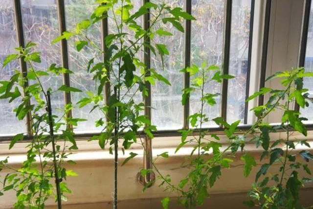 小木槿花期长，在开花期停止生长，怎么办？