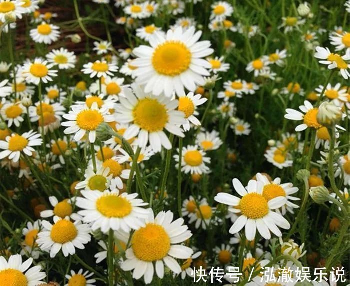 这“花”漂亮,1花有2色,寓意“吉祥安宁”,一年能看花270天