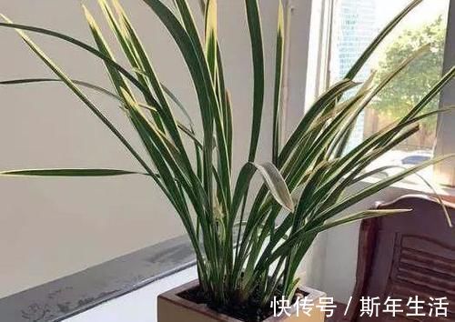 捡拾2种树皮回来养花,花盆里埋1点,不烂根、不黄叶,长的旺