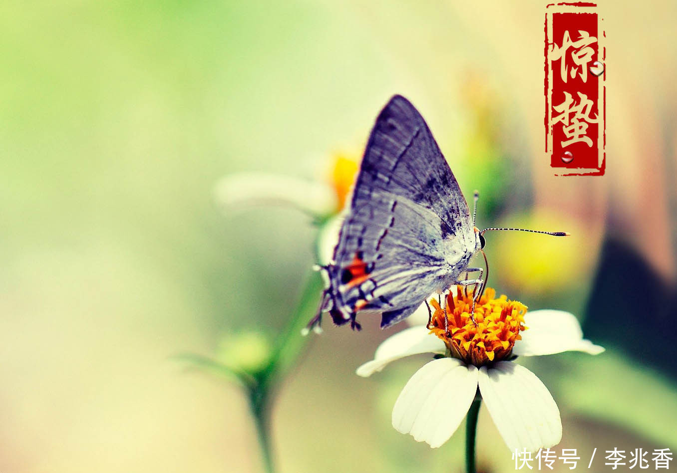 二十四节气之惊蛰祝福语,万物复苏,好事正酿