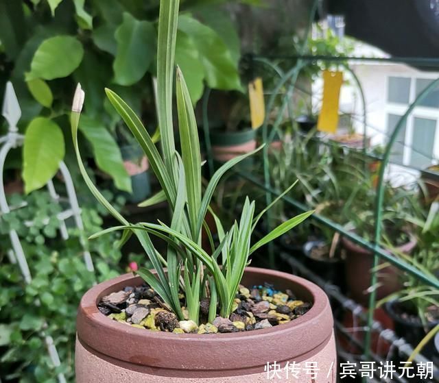 层叠群花|给兰浇水,做好这“三配合”,不烂根不空根,开出层叠群花