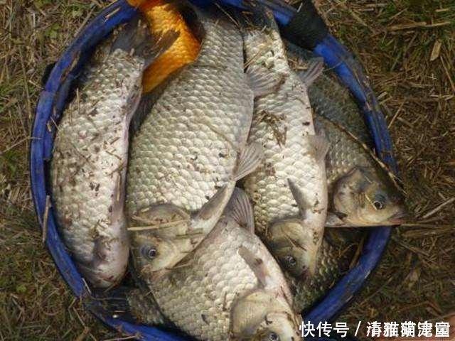 器具|钓鲫鱼久不发窝,不妨试试这几种打窝方式,鱼口马上会有变化