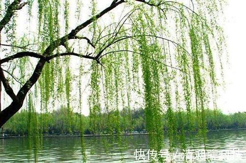 盆底|这东西泡水就是“天然生根剂”,埋在盆里也管用,根系越养越粗壮