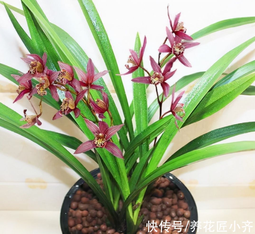 墨兰迟迟不长花苞，只要状态好，做好3件事，照样能够开花