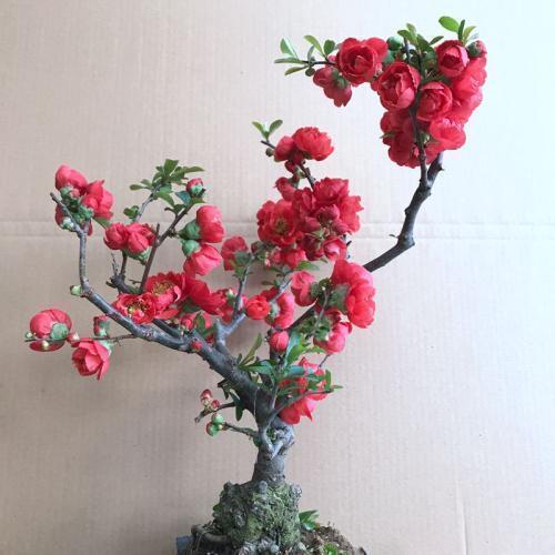 我国最美盆栽花,比蟹爪兰好养,一年花开一百天,花开艳丽赛牡丹