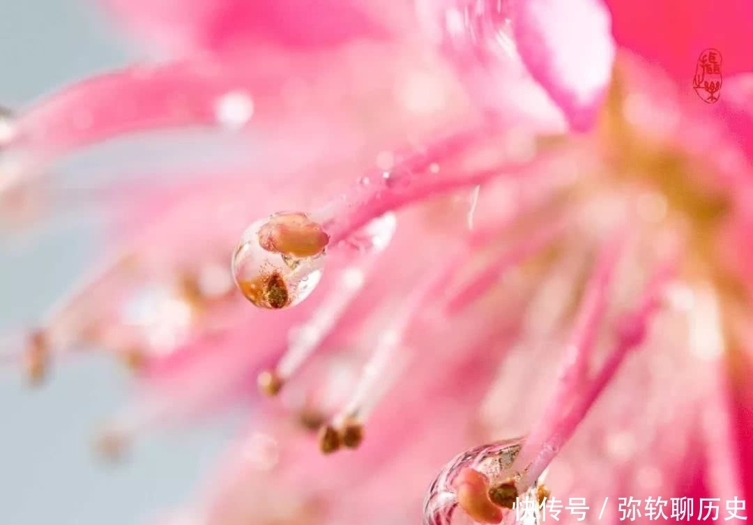 命运|林花谢了春红,太匆匆。不止李后主的命运如林花春红