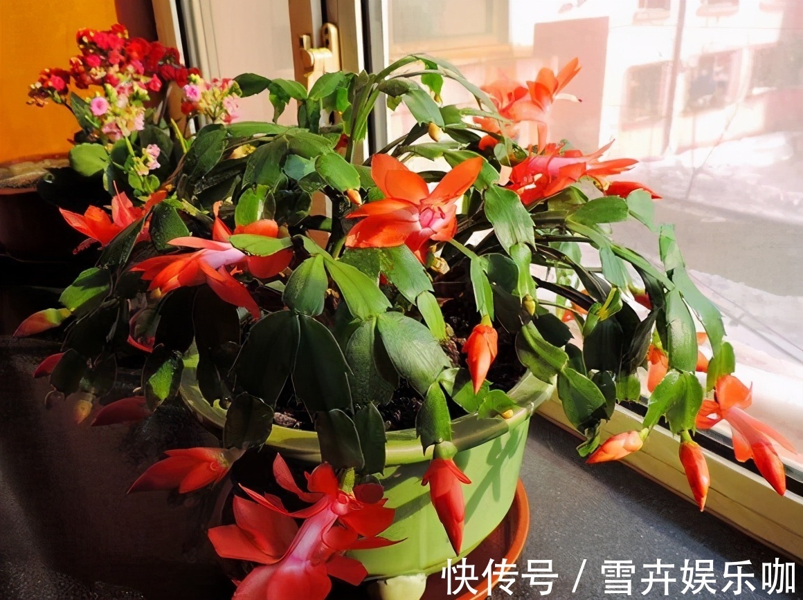 天热需要“睡觉”的四种花,“断粮”少水的穷养,长得更好