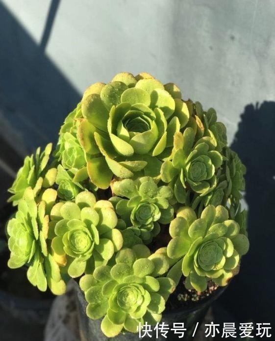  颜值|四种“零差评”多肉推荐，颜值不比桃蛋低，还容易成老桩