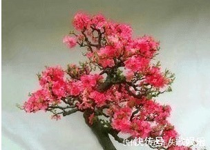 阳台再小也要种上一棵,开花比玫瑰好看,花香比桂花香!