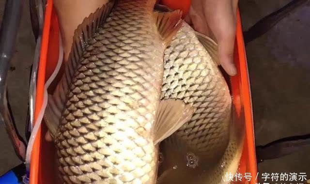 夜钓最怕选错时间！只要赶上鱼开口高峰期，一根竿忙不过来