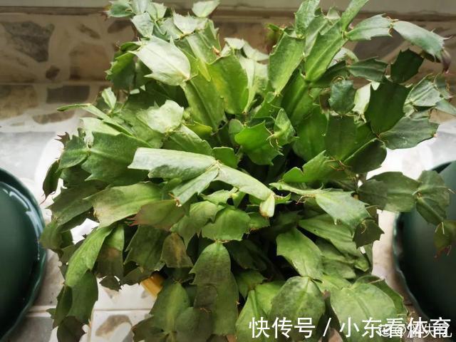 叶子|10种花要控水，天热反而不能浇，一浇水就死