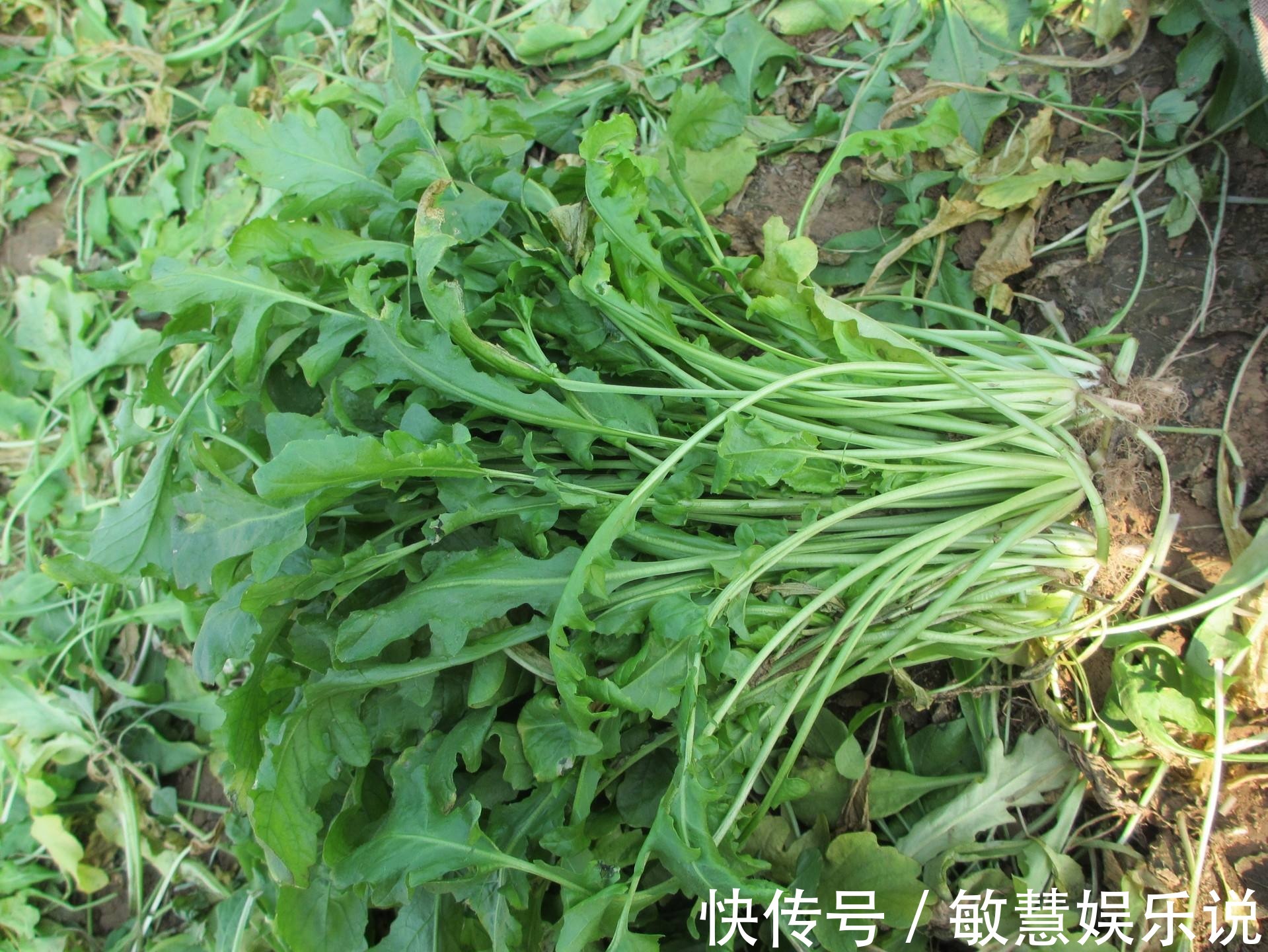 野花野草|乡下一珍贵野草,原本当是猪菜,研究古人用法后,取名“小人参”