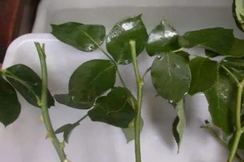 这些制作生根水的方法，学会后，养花再不用头疼扦插成活率低了