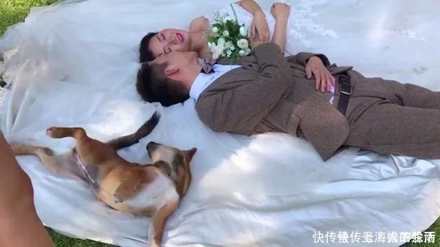 大黄狗|新人拍婚纱照，单身大黄狗乱入躺新娘婚纱上卖萌，新郎赶都赶不走