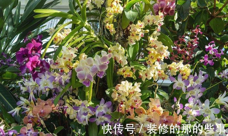 栽种|家庭盆栽蝴蝶兰，甭用土培了，不然一浇多水就烂根