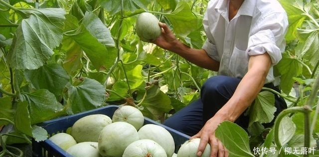 甜瓜|买瓜时,无论瓜大小,只要瓜肚脐长“这样的”,味道就是香甜多汁