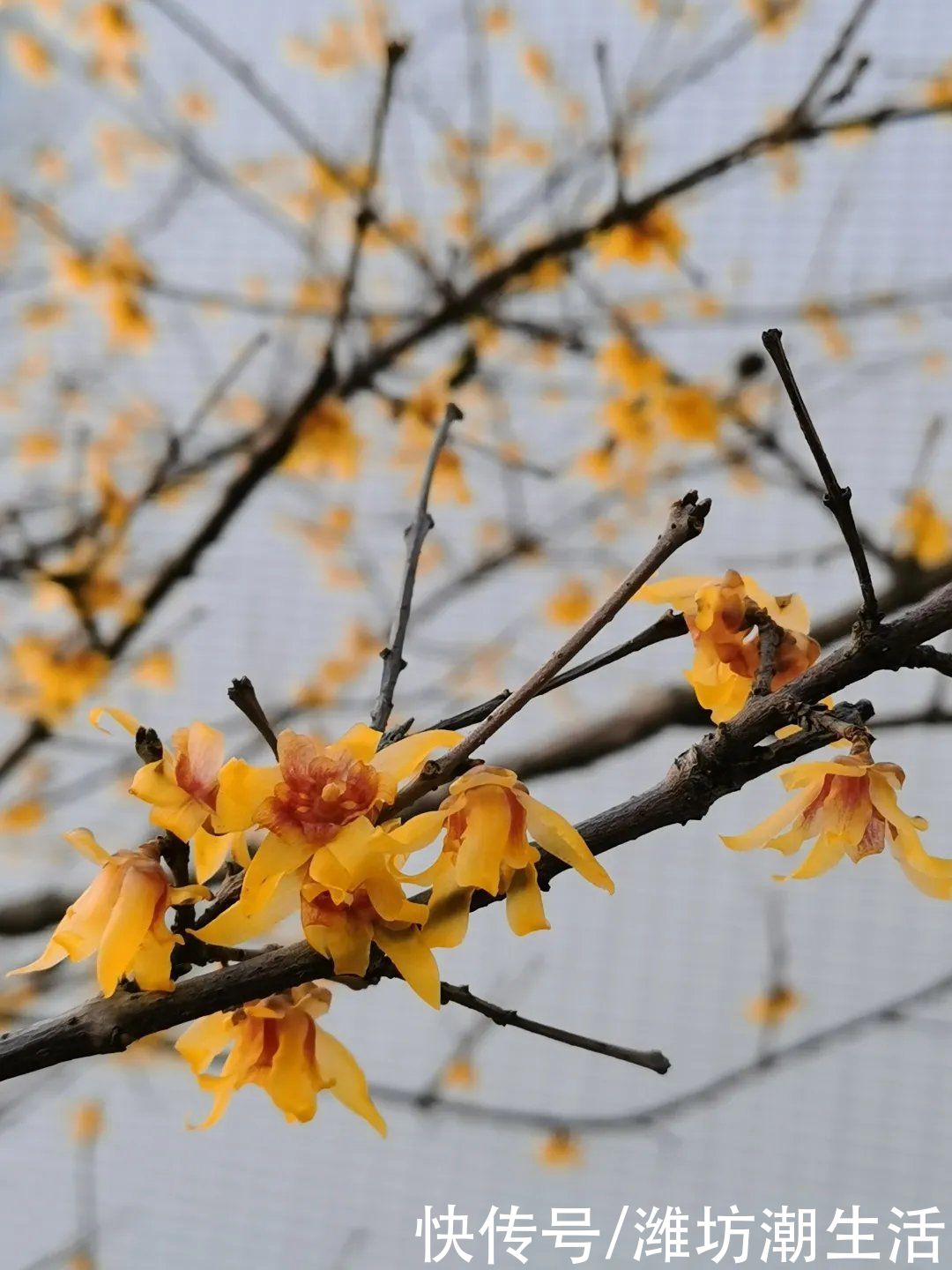 潍坊光正实验学校：校园里的那些花儿